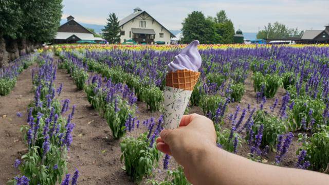 라벤더가 흐드러지게 핀 팜 도미타에서 빼놓을 수 없는 먹거리는 라벤더 아이스크림이다. 연보랏빛 아이스크림을 들고 라벤더 정원에서 찍은 사진은 인스타그램용으로 제격이다. 먼저 사진 촬영을 할 곳을 생각한 뒤 아이스크림을 사는 게 좋다. 빨리 녹아 자칫하면 사진 촬영이 수포가 된다. 양승준 기자
