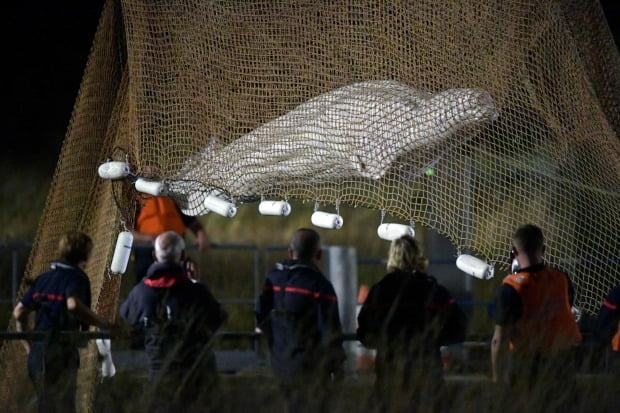 9일(현지시간) 프랑스 노트르담드라가렌 인근 센강에서 구조대원들이 벨루가(흰고래)를 그물로 들어 올리고 있다. /사진=연합뉴스