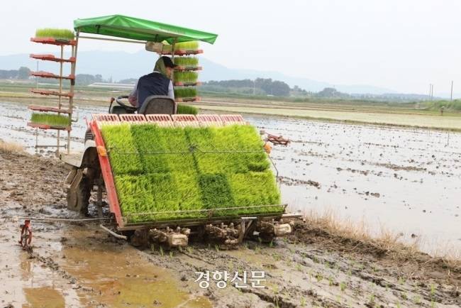 전북 익산에서 한 농민이 모내기를 하고 있는 모습. 경향신문 자료사진