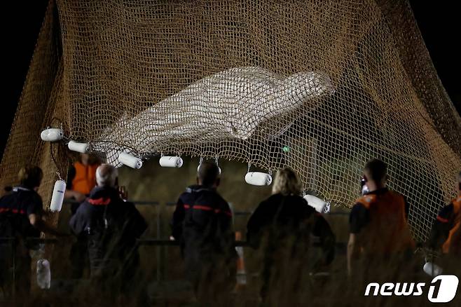 프랑스 센강에서 발견된 벨루가가 10일(현지시간) 바다로 이송 작업 도중 끝내 숨을 거뒀다. ⓒ 로이터=뉴스1 ⓒ News1 이유진 기자