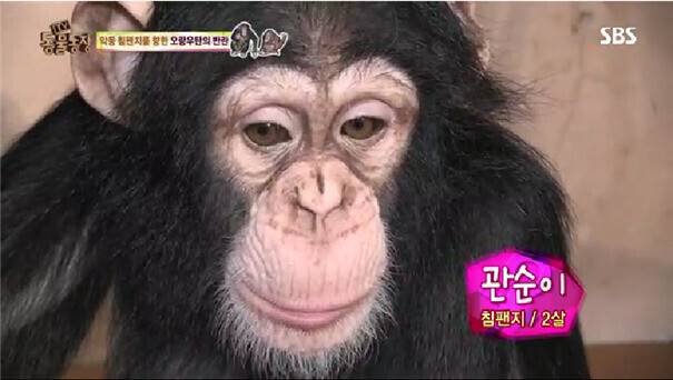 침팬지 관순이는 새끼 때 인공포육 중인 모습이 2013~2014년 여러 차례 인기 예능 프로그램에 방송돼 사랑을 받았다. 티브이 화면 갈무리