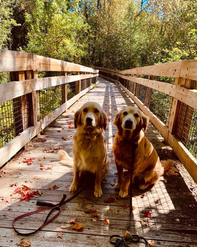 다니엘 헤니의 반려견 로스코와 줄리엣. 다니엘 헤니 제공