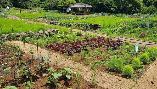 제주시 사라봉에 조성된 '도시 텃밭'