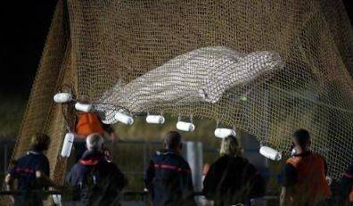 구조되는 벨루가. / 사진=연합뉴스