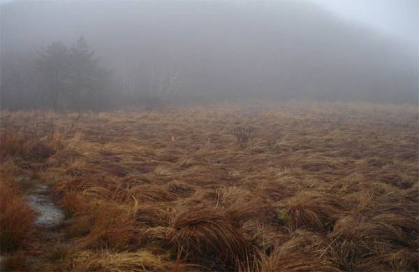 인제 대왕산 용늪의 이탄습지