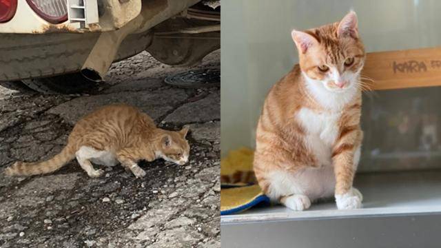 유자는 앞다리가 부러진 채 구조(왼쪽) 됐지만 이후 절단 수술을 받아야 했다. 구조된 후 입양 전 서울 마포구 잔다리로 카라의 입양카페 '아름품'에서 지내던 모습. 카라 제공