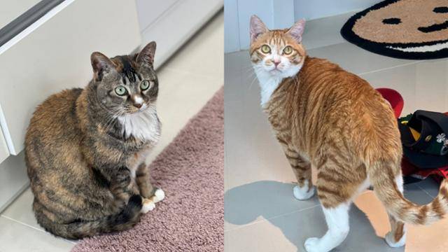 케이트 맥도웰씨가 입양한 뽀미(왼쪽)와 유자. 처음에는 뽀미가 유자를 거부했지만 지금은 친자매처럼 잘 지낸다. 고은경 기자