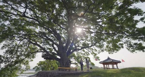 `이상한 변호사 우영우`의 7·8회 가상 마을 경해도 소덕동 에피소드에 등장한 팽나무. 촬영지는 창원시 의창구 대산면 북부리의 한 마을이다.
