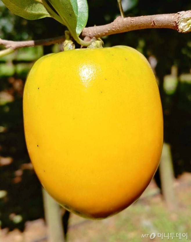 단감 신품종 '봉황'