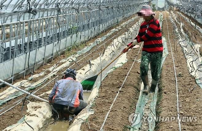 추석 대목 앞두고 침수피해 (청주=연합뉴스) 천경환 기자 = 12일 충북 청주시 흥덕구의 한 호박 재배농장에서 농민들이 집중호우로 차오른 빗물을 빼내고 있다. 2022.8.12 kw@yna.co.kr