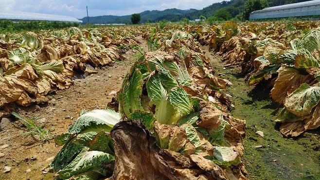 수확을 포기한 충북 보은군 보은읍 소재 배추밭 모습 /뉴스1