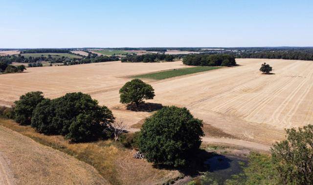 영국 에우스턴의 들판이 10일 가뭄으로 메말라 있다. AFP 연합뉴스