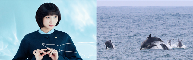 '이상한 변호사 우영우' 속 우영우(왼쪽)와 제주도 서귀포시 대정읍 앞바다에서 유영하는 남방큰돌고래 무리. 연합뉴스, 사진 제공=나무엑터스