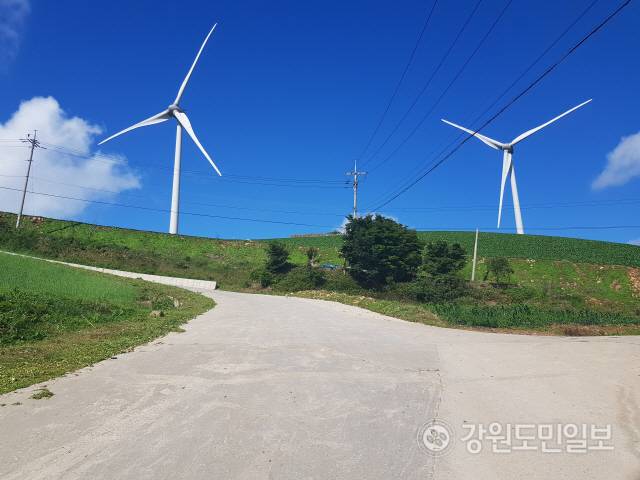 ▲ 꽃처럼 활짝 핀 푸른 배추의 물결, 하얀 풍력발전기, 새파란 하늘 위 구름이 조화를 이루면서 무한한 자연의 아름다움을 선사한다.