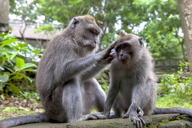 세계보건기구(WHO)가 '원숭이두창'을 대체할 새 명칭을 찾기로 했다. 이 질병은 원숭이와 무관한데도 최근 남미 일부 국가에서 원숭이에 대한 공격이 급증하는 등 부작용이 커지고 있다는 지적이다. 사진 속 원숭이는 기사 내용과 직접적인 관계 없음.  /사진=게티이미지뱅크