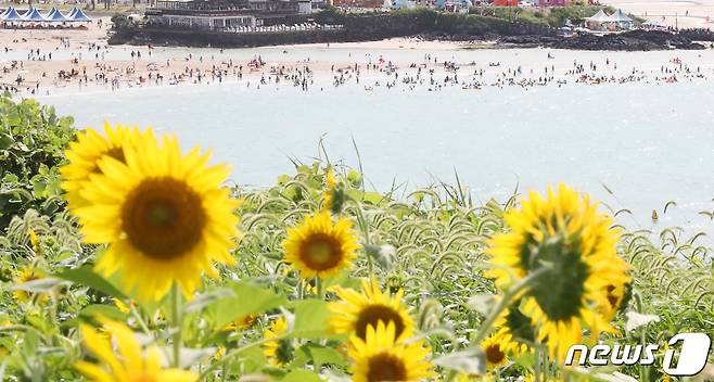 제주시 조천읍 서우봉에 활짝 핀 해바라기 뒤로 함덕해수욕장에서 물놀이를 즐기는 피서객들이 보이고 있다. 2022.8.9/뉴스1 ⓒ News1 오현지 기자