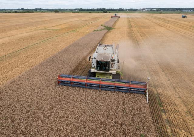 9일 우크라이나 즈흐리우카의 밀밭에서 농민들이 밀을 수확하고 있다. 즈흐리우카=AP 뉴시스
