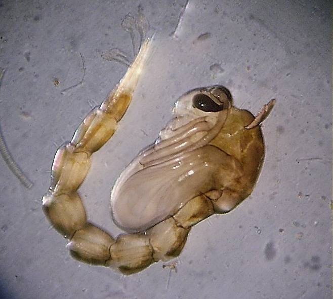 모기 번데기(앞 사진)와 유충. 번데기와 유충은 물속에 살지만 물 밖으로 숨관을 내밀어 호흡을 하며 성충으로 성장한다.