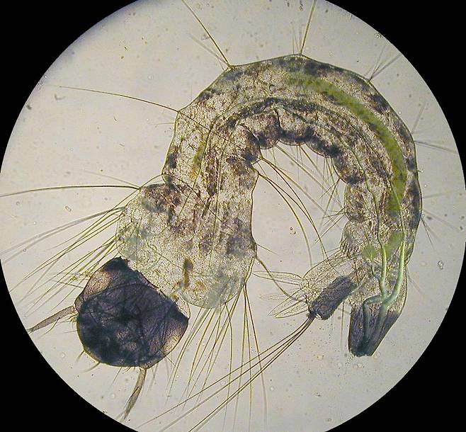 모기 번데기(앞 사진)와 유충. 번데기와 유충은 물속에 살지만 물 밖으로 숨관을 내밀어 호흡을 하며 성충으로 성장한다.