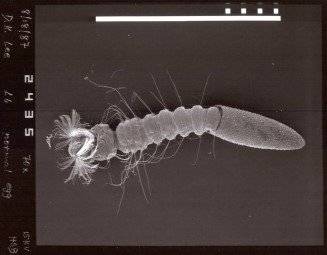전자현미경으로 본 모기 부화 모습. 모기는 알에서 2일 내 부화해 유충이 되고 성장기(1~2주)를 거쳐 번데기가 된다.
