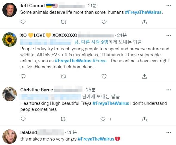 바다코끼리 ‘프레야’에 대한 노르웨이 어업국의 안락사 조치를 항의하는 글이 15일(한국시간) 트위터에서 ‘#FreyaTheWalrus’(바다코끼리 프레야)라는 해시태그와 함께 쏟아지고 있다. 트위터