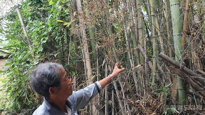 15일 대나무 산지인 담양군 용면 대나무숲 일대는 고사한 대나무들이 널려 있었다. 대밭 주인이 말라버린 대잎을 만지고 있다. 서인주 기자.