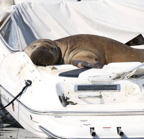 바다코끼리 '프레야' 모습. [AP=연합뉴스]