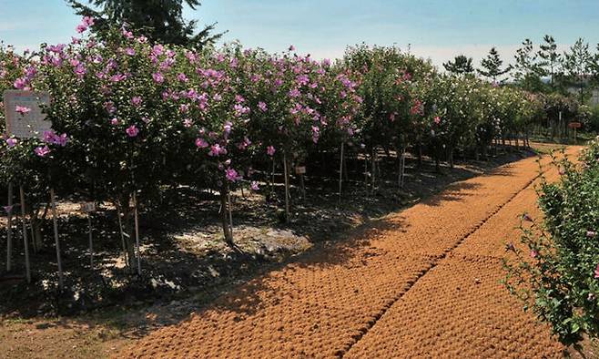 경기 수원 무궁화원.&nbsp;산림청 제공