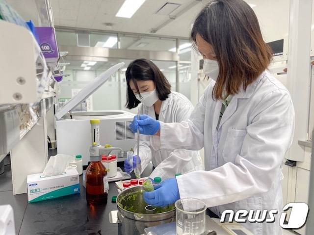 (수원=뉴스1) 진현권 기자 = 경기도보건환경연구원은 장마철인 지난 6~7월 도에서 유통되는 쌈 채소류 341건을 수거해 잔류농약 검사를 실시한 결과, 16건(전체 4.7%)에서 기준치를 초과하는 잔류농약이 검출돼 압류·폐기하고 행정처분을 요청했다고 밝혔다.(경기도보건환경연구원 제공)