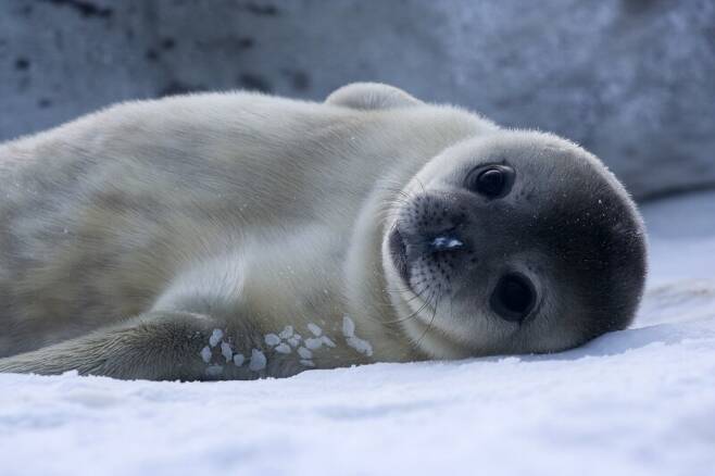 포유류 가운데 가장 남극에 가까운 바다에 사는 웨들해물범 새끼. 가장 빨리 체중이 늘어나는 동물의 하나이기도 하다. 사무엘 블랭크, 위키미디어 코먼스 제공.