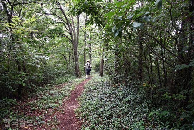 산림자원연구소 뒤편 식산 오르는 등산로는 위아래가 짙은 녹색 길이다.