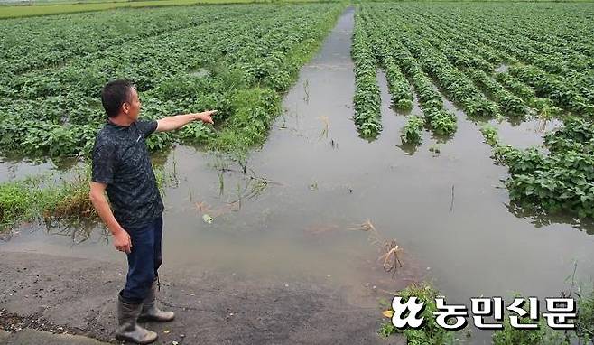 충남 보령 남포간척지에서 논콩을 재배하는 농민이 물에 잠겨 버린 자신의 논을 바라보고 있다. 충남=서륜