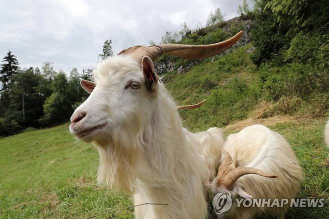 풀밭에 앉아 있는 염소(기사와 직접적인 관련 없음) [연합뉴스 자료사진. 재판매 및 DB금지]