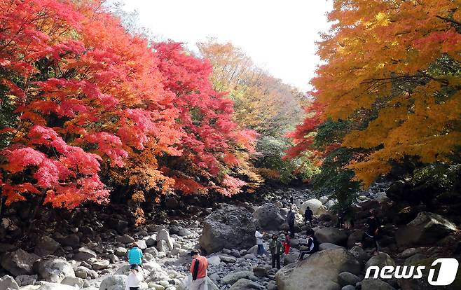 3일 오전 단풍이 절정을 이룬 제주 한라산 천아계곡에서 관광객과 도민들이 무르익은 가을 정취를 즐기고 있다. 2021.11.3/뉴스1 ⓒ News1 오현지 기자