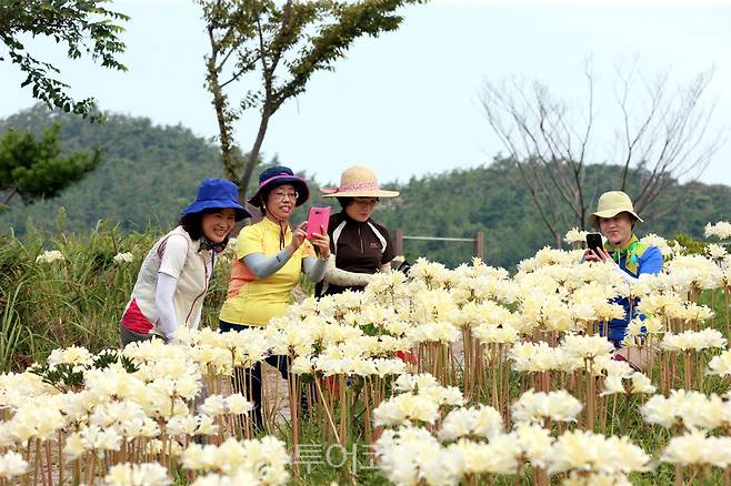 고슴도치섬 위도상사화 달빛축제