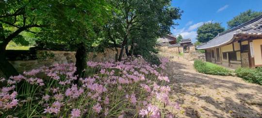추사 김정희 선생이 가장 사랑한 꽃 '상사화'가 고택주변에서 추사의 마음을 읽어줘 방문객들의 발길이 끊이지 않고 있다.사진=예산군 제공