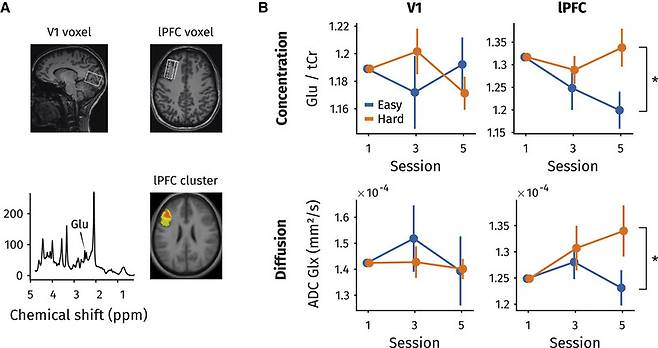 일차시각피질(V1)과 외측 전전두엽피질(LPFC)의 위치(A)와 두 대뇌 피질에서의 글루타메이트 수치 변화(B). B 의 그림을 보면 어려운 과제(주황색)를 수행할 때 외측 전전두엽피질에서 글루타메이트가 크게 늘어났음을 알 수 있다. 커런트 바이올로지