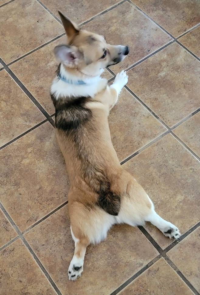 Splooting on a Wednesday! - @StumpyLegsATX