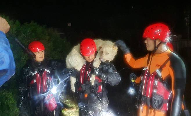 폭우에 고립된 반려견 구조하는 소방대원들 [강원도소방본부 제공. 재판매 및 DB 금지]