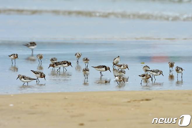 18일 경북 포항시 남구 해안에서 도요새들이 먹잇감을 찾아 다니고 있다. 2022.8.18/뉴스1 ⓒ News1 최창호 기자
