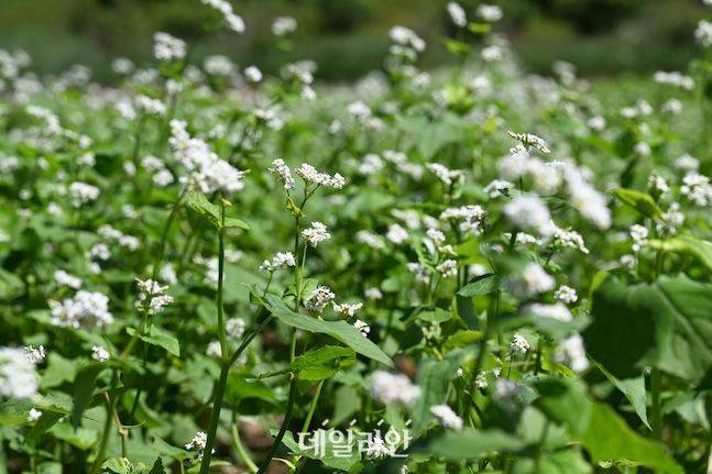 이효석 단편소설에 나오는 메밀은 일반메밀로 불리는 '양절메밀'이다. ⓒ배군득 기자