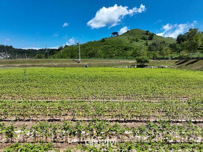 황금미소는 기존 양절메밀보다 루틴 함량이 50배에 이른다. 기능성에 더해 우리 기술로 개발한 중요한 품종이다. ⓒ배군득 기자