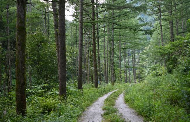 춘양에서 가장 깊은 오지 마을로 꼽히는 우구치리의 낙엽송 숲길. 나무의 싱그러운 초록에서 박하 향이 나는 듯하다.