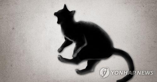고양이 동물학대 (PG) [제작 정연주] 일러스트