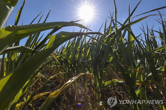작열하는 태양 아래 말라가는 식물 (웰린 EPA=연합뉴스) 벨기에 남부 웰린 지역에서 6일(현지시간) 태양이 작열하고 있다. 식물은 가뭄으로 잎이 바싹 말랐다.