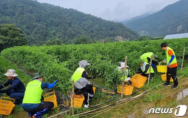 호우 피해농가 일손돕기.(농협 강원지역본부 제공) 2022.8.19/뉴스1