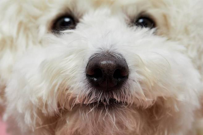 동물 보호단체 '케어'가 서울 도봉구 한 오피스텔에서 강아지를 학대한 뒤 유기한 견주 등을 경찰에 고발했다고 19일 전했다(해당 사진은 기사 내용과 무관). ⓒ게티이미지뱅크