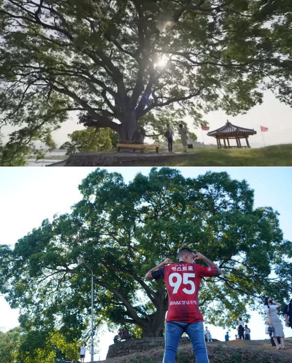 연고지 창원의 '우영우 팽나무'에서 입단사진을 찍은 경남 카스트로. ⓒENA, 경남FC
