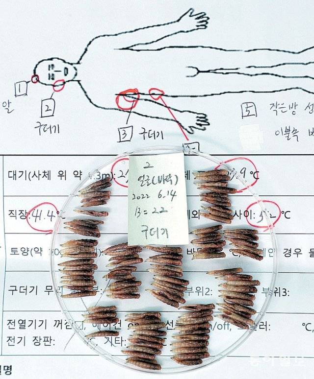구더기가 채취된 신체 부위가 표시된 현장 기록지 위에 구더기 수십 마리가 담긴 샬레 용기가 놓여 있다. 아산=신원건 기자 laputa@donga.com