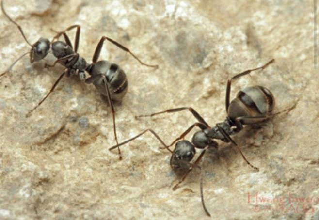황인우 씨의 별명은 숲에서 사는 숲곰개미에서 따왔다. 자세히 보면 은은한 광택이 빛나는 개미다. 황인우 제공